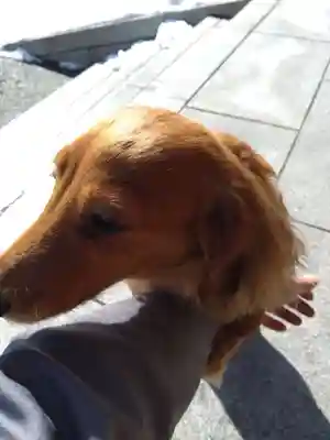 杉杜白髭神社(福井県)