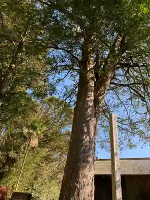 熊野神社の自然