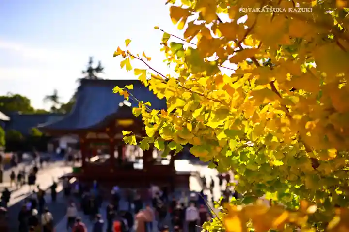 鶴岡八幡宮の自然