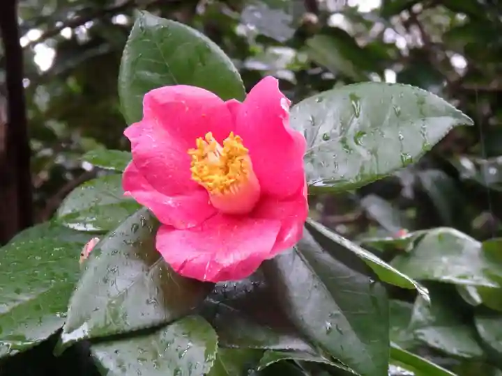 靖國神社の自然