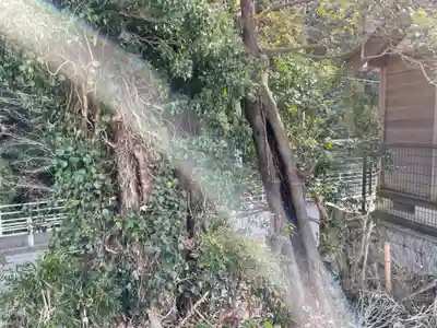 山中貞心神社の自然