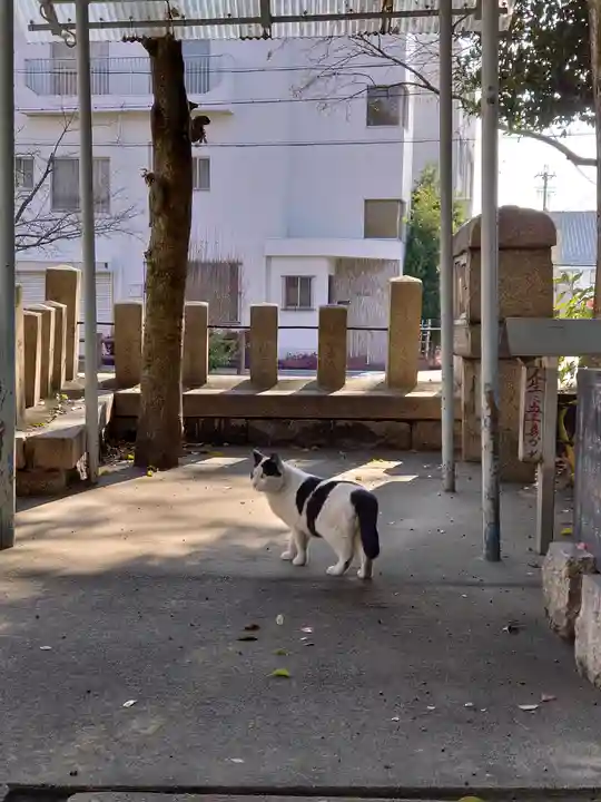 須佐之男社の動物