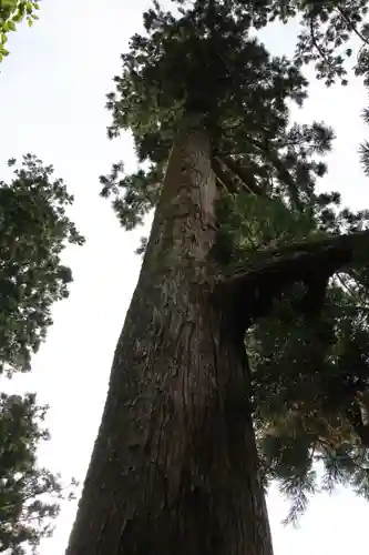 有子山稲荷神社の自然
