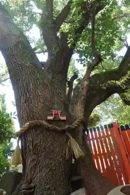 末廣稲荷神社の自然