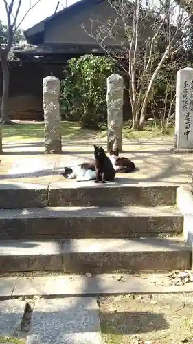 聖福寺の動物