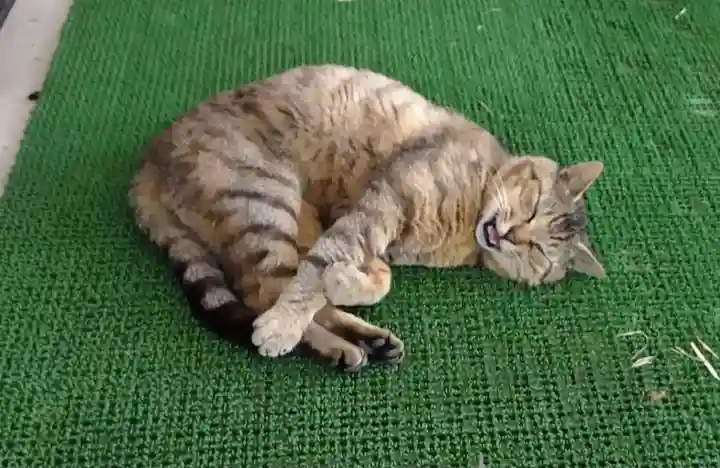 鹿角八坂神社の動物