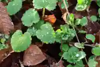 阿久津「田村神社」(郡山市阿久津町)旧社名:伊豆箱根三嶋三社の自然