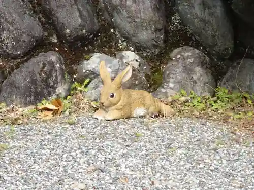 日蓮宗 総本山 塔頭 定林坊(じょうりんぼう)の狛犬