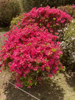 箱根神社の自然