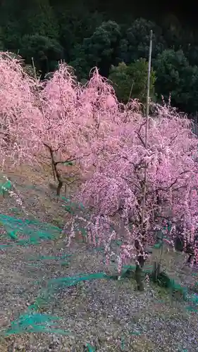 大縣神社の自然