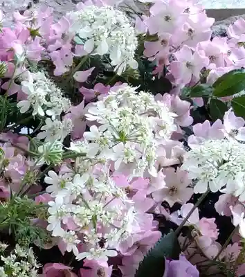 阿智神社(岡山県)
