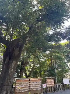 青木神社（笠間町）の{uncategorized: "未分類", other: "その他", undefined: "問題あり", building: "その他建物", grave: "お墓", sacred_gate: "鳥居", guardian: "狛犬", statue: "像", buddha: "仏像", history: "歴史", nature: "自然", garden: "庭園", animal: "動物", pagoda: "塔", temizu: "手水舎", mountain_gate: "山門・神門", sanctuary: "本殿・本堂", subordinate: "末社・摂社", art: "芸術", scenery: "景色", jizo: "地蔵", ema: "絵馬", goshuin: "御朱印", omikuji: "おみくじ", items: "授与品その他", amulet: "お守り", goshuincho: "御朱印帳", eats: "食事", festival: "お祭り", votive_dance: "神楽", shichigosan: "七五三参", wedding: "結婚式", experience: "体験その他", initially: "初詣", around: "周辺", anti_infection: "感染症対策"}