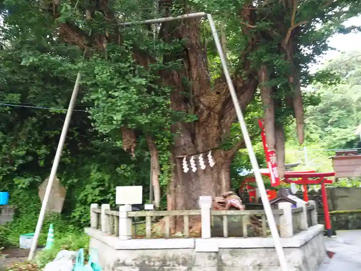 海南神社の自然