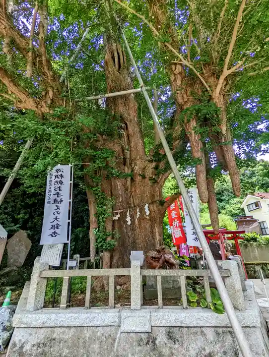海南神社の自然