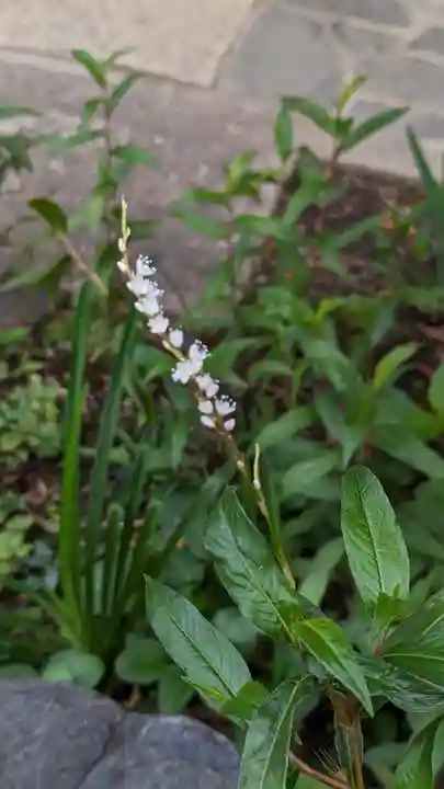 愛染寺(京都府)