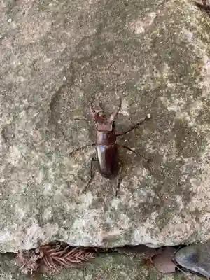 菅原神社の動物