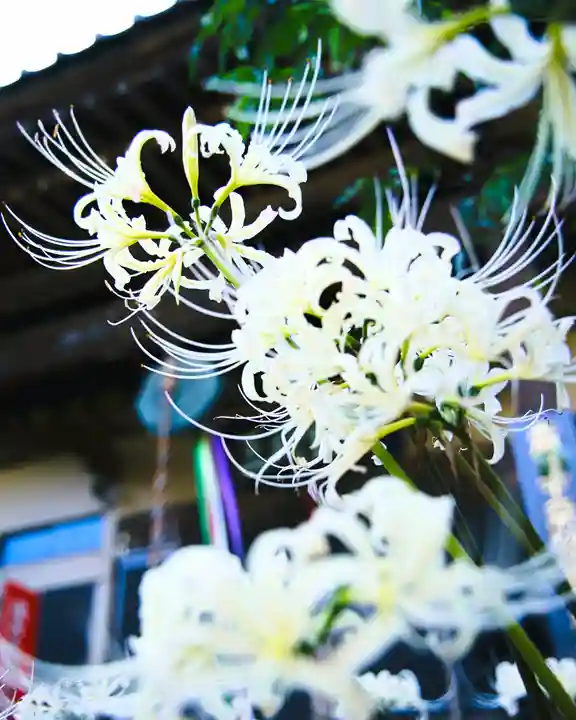 退魔寺(厄除茂呂不動尊)(群馬県)