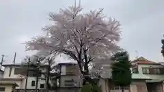 尉殿神社の自然