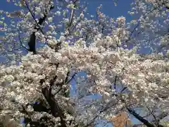 乃木神社の自然