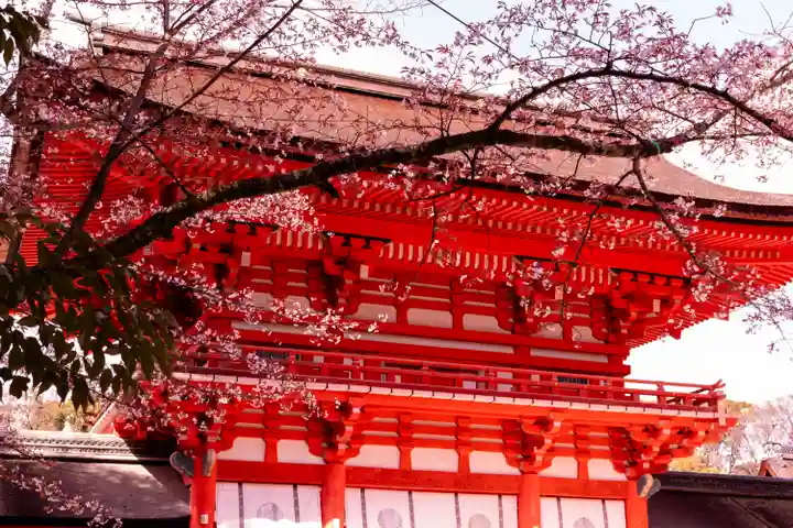 賀茂御祖神社(下鴨神社)の自然