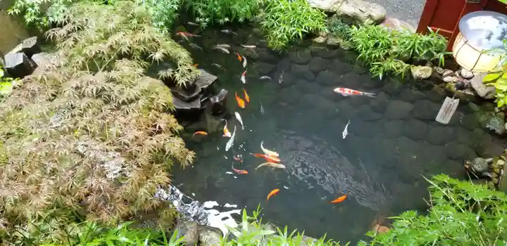 秩父神社の動物