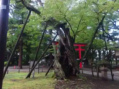 蠶養國神社の自然