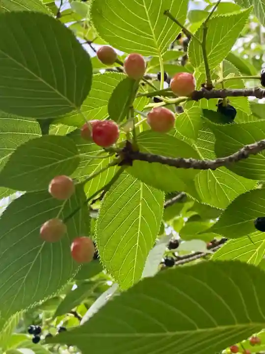 粟嶋堂宗徳寺の自然
