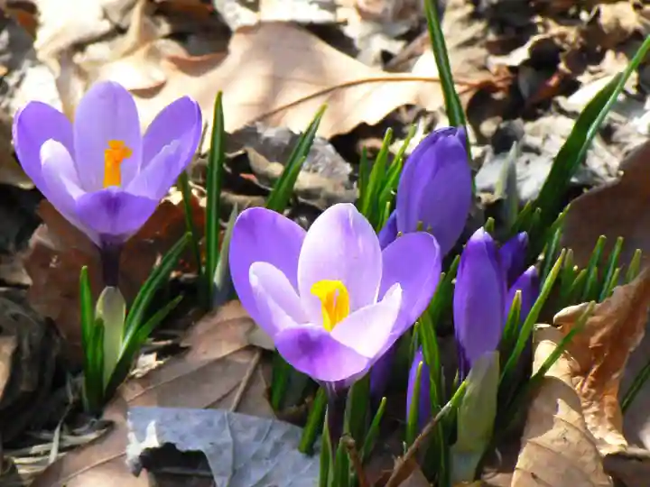 留辺蘂神社の自然