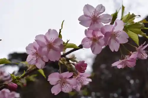 吾妻神社の自然