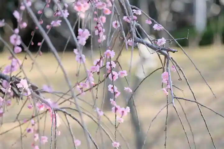 多治速比売神社の自然
