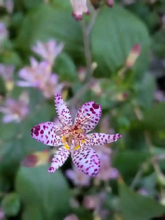 阿佐ヶ谷神明宮(東京都)