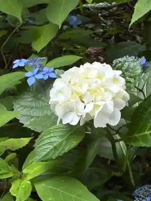 柳谷観音　楊谷寺(京都府)