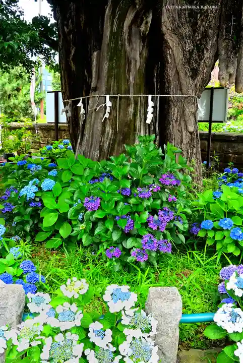磐井神社(東京都)