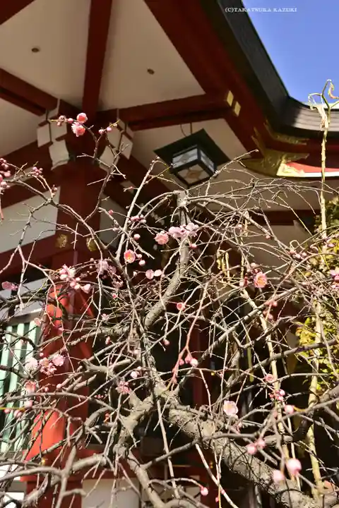 居木神社(東京都)