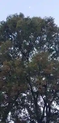 上小岩天祖神社の自然