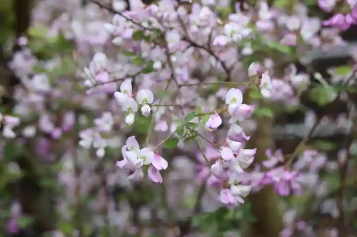 西應寺(滋賀県)