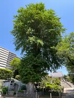 東福寺(東京都)