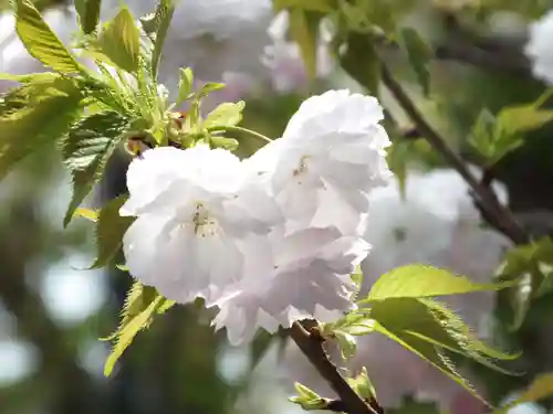 立志神社の自然