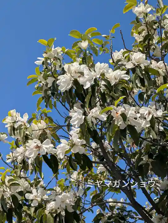 海徳寺(東京都)