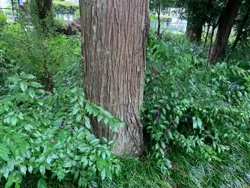 小川温泉神社の自然