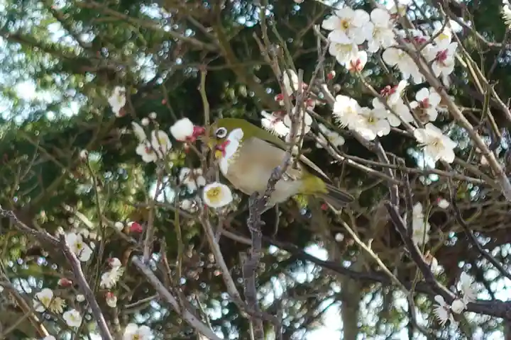 菅原天満宮(菅原神社)の動物