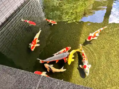 護国寺(東京都)