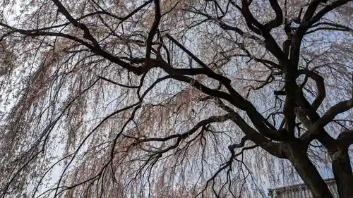 本満寺（本願満足寺）(京都府)
