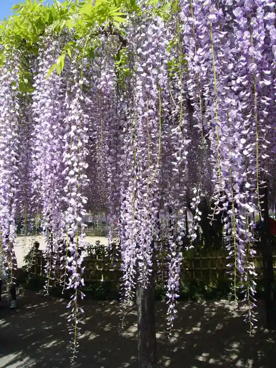 玉敷神社(埼玉県)