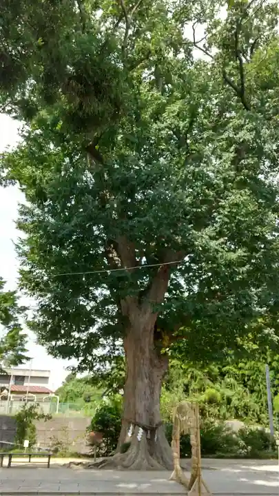 素鵞神社の自然
