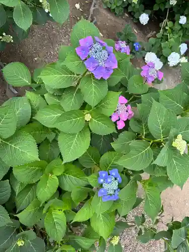 能護寺(埼玉県)