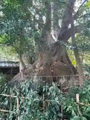 御津神社の自然