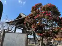 清泰寺(埼玉県)