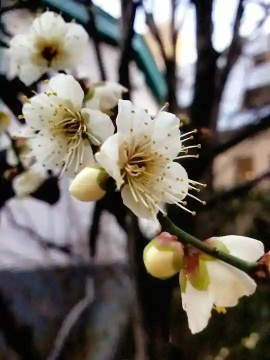 成子天神社(東京都)