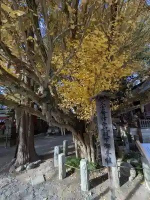 秩父神社(埼玉県)